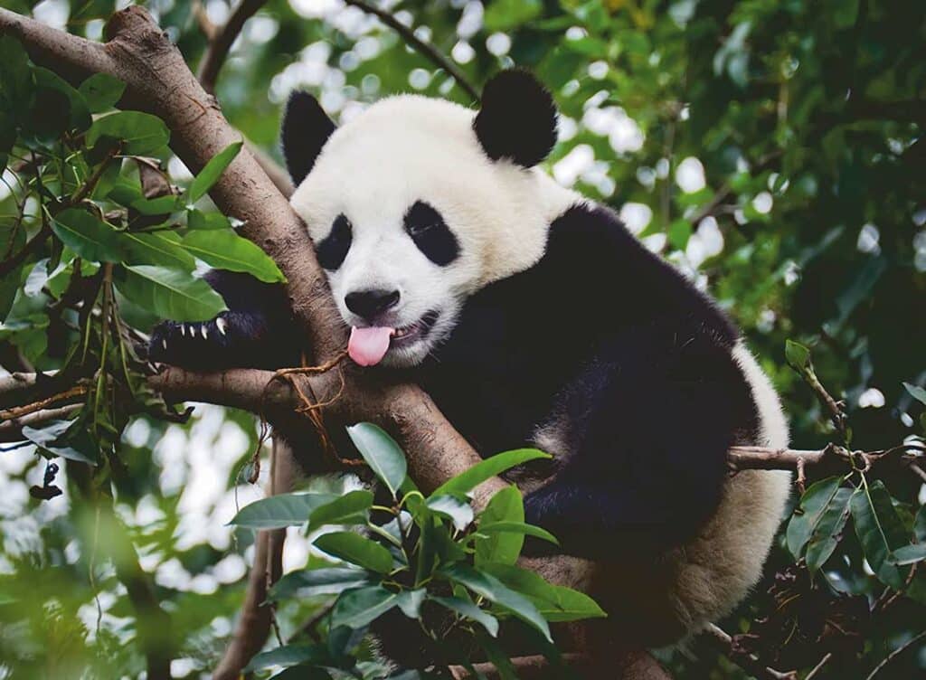 Pussel – Panda 500 bitar