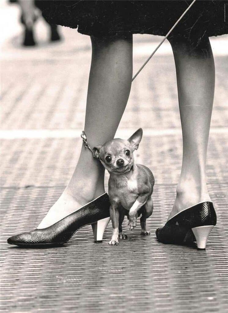 Clementoni Pussel – Life Collection: Chihuahua 1000 bitar