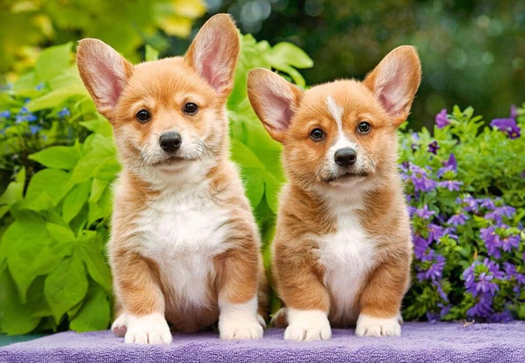 Pussel – walesiska corgi valpar – 1000 bitar