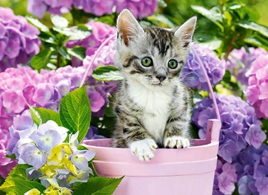 Pussel – Kattunge i korg 200 stora bitar