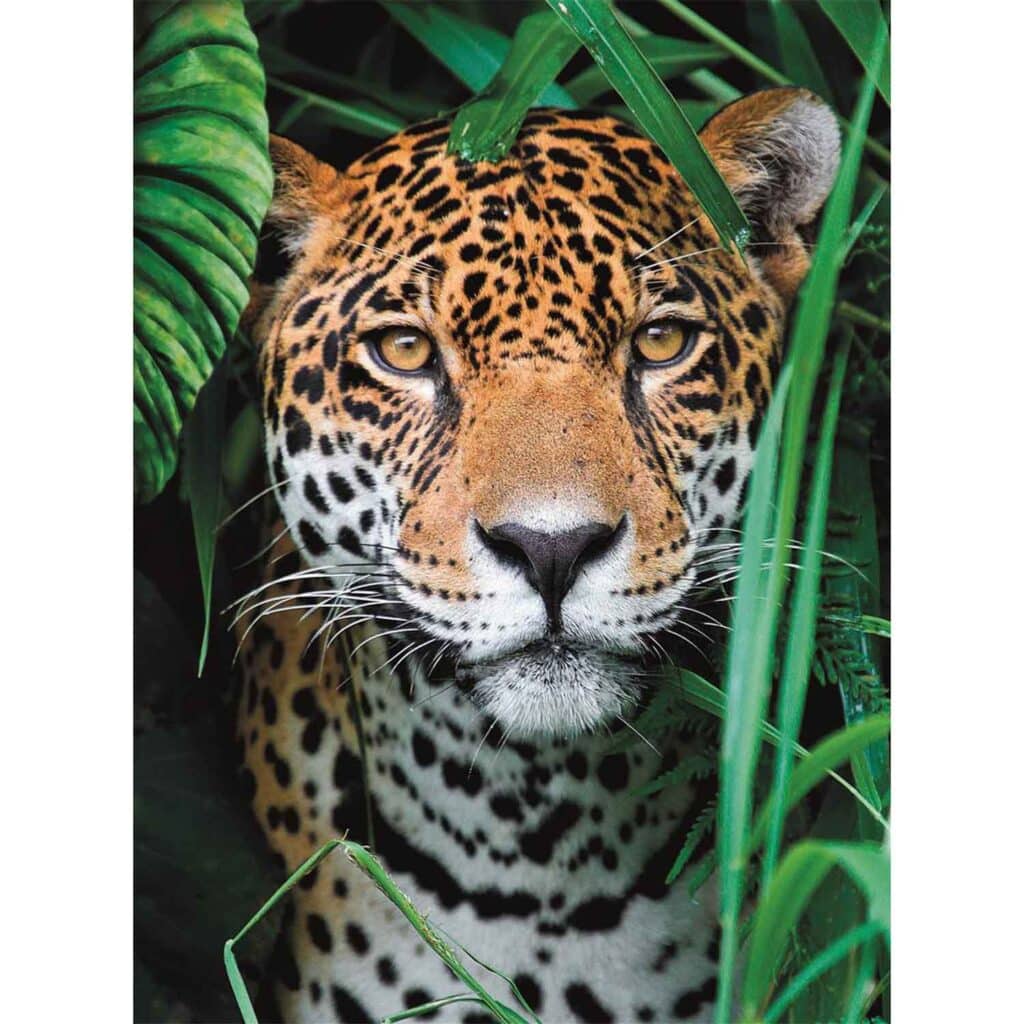 Pussel – High Quality Collection Jaguar in the Jungle, 500 bitar