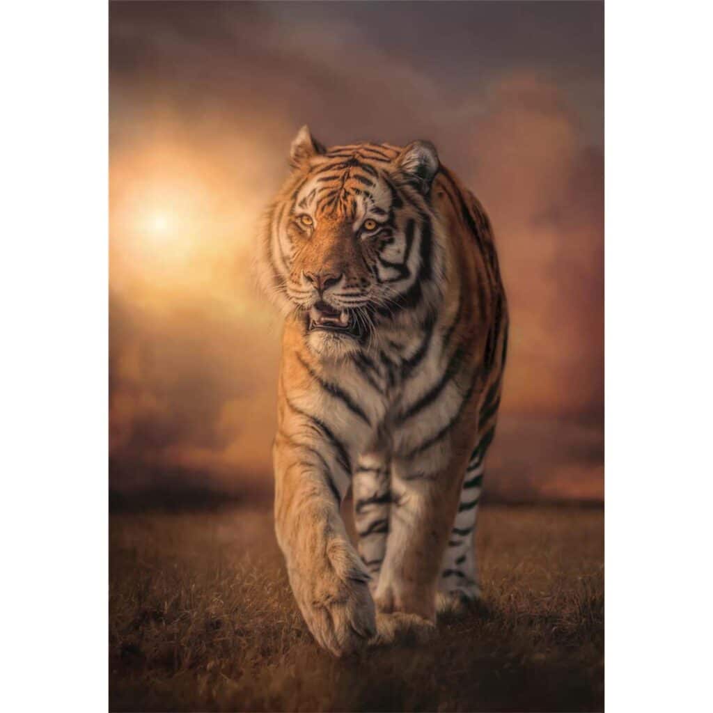 Pussel – Tiger, 1000 bitar