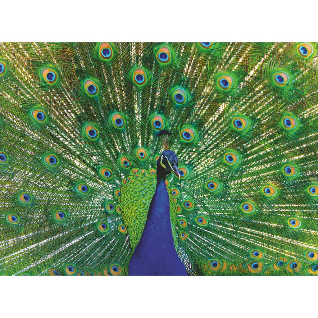 Pussel – Peacock 500 bitar