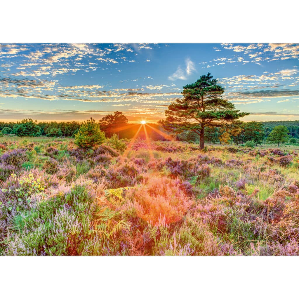 Pussel – Sunset on the heath 1000 bitar