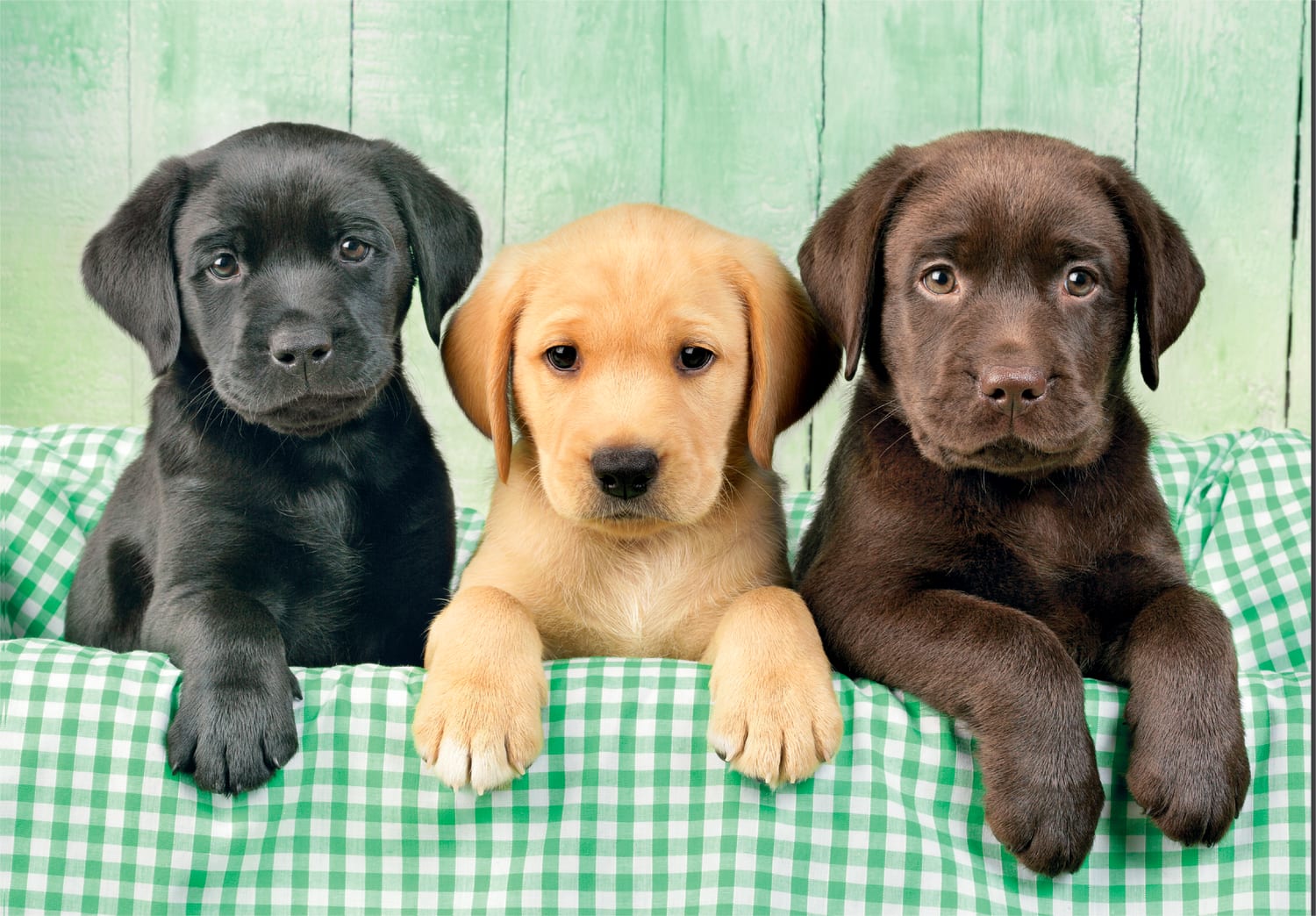 Clementoni Pussel – Tre labradorer 1000 bitar - Bild 2